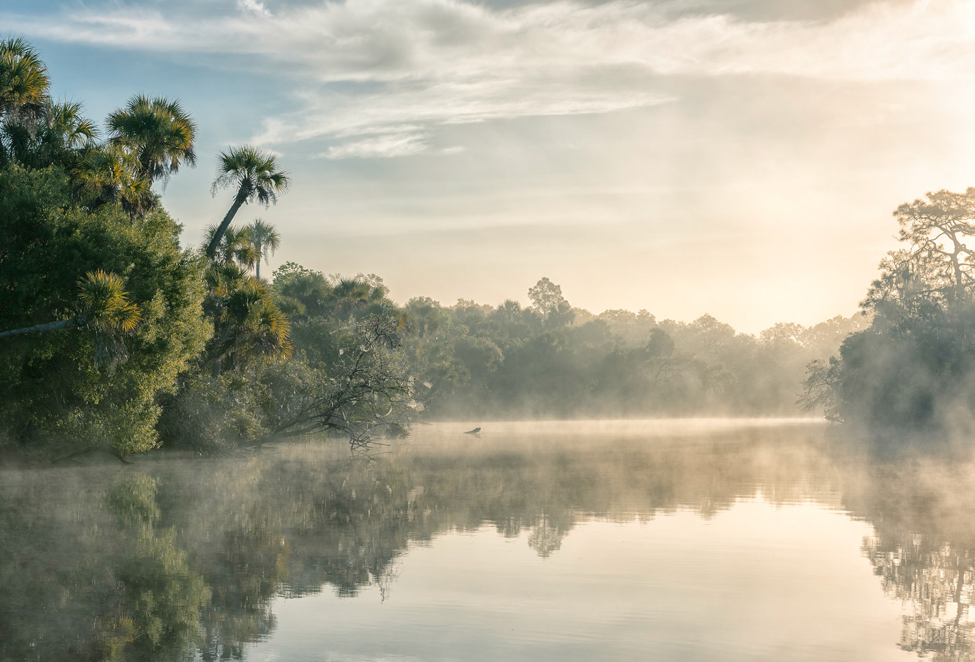 Misty Morning Color