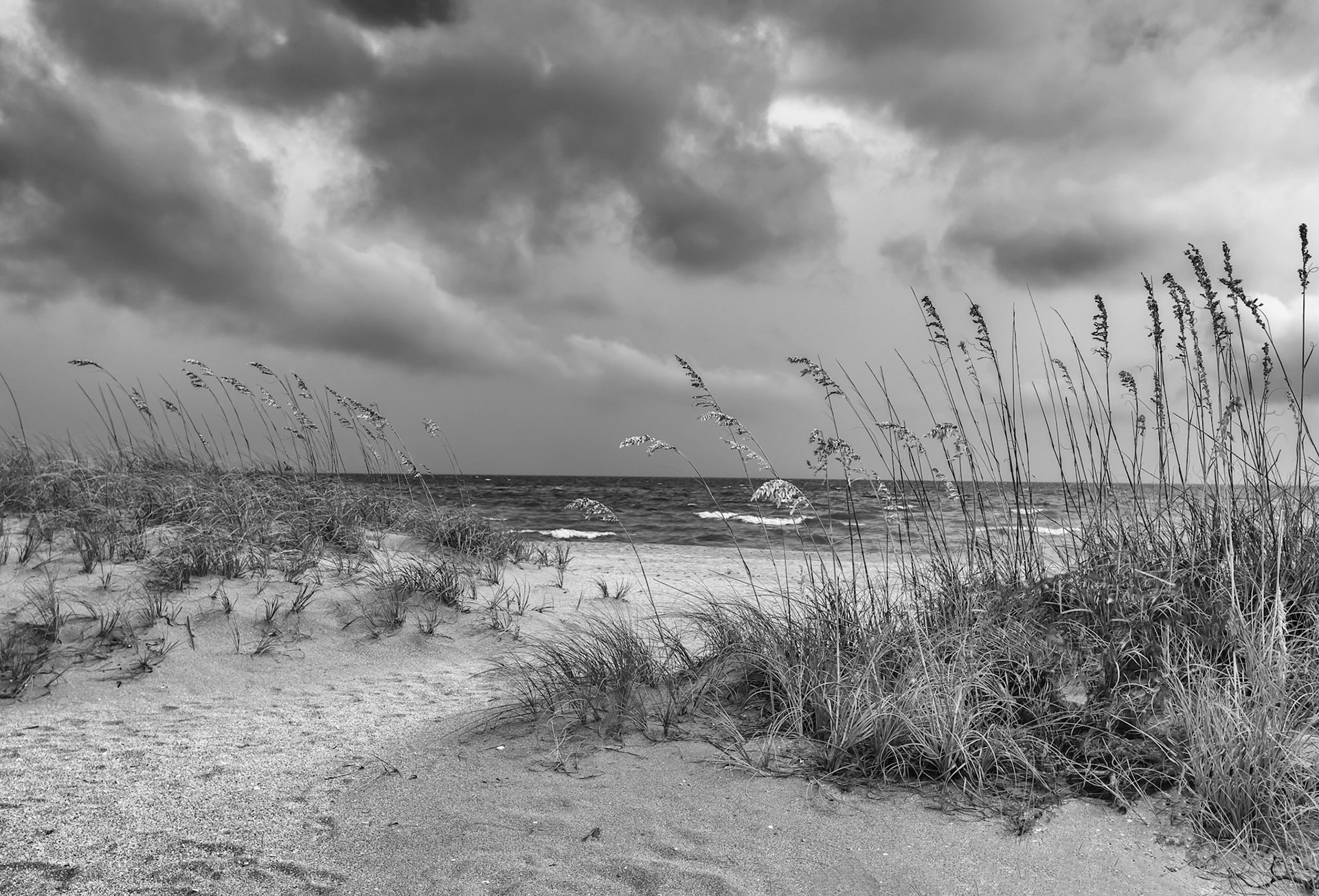 Dune Grass Venice Beach Florida