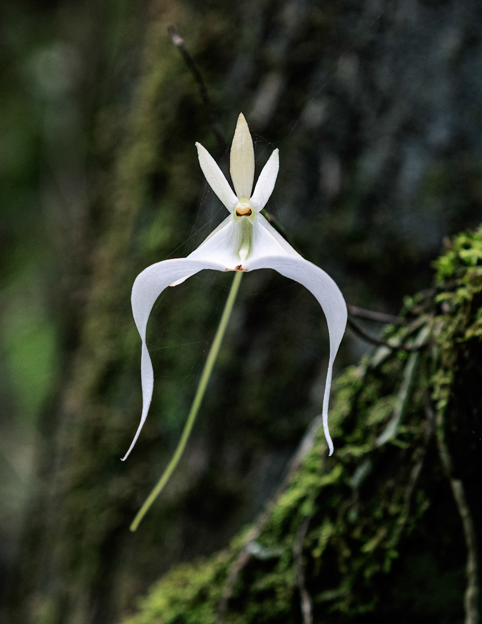 Ghost Orchid 3