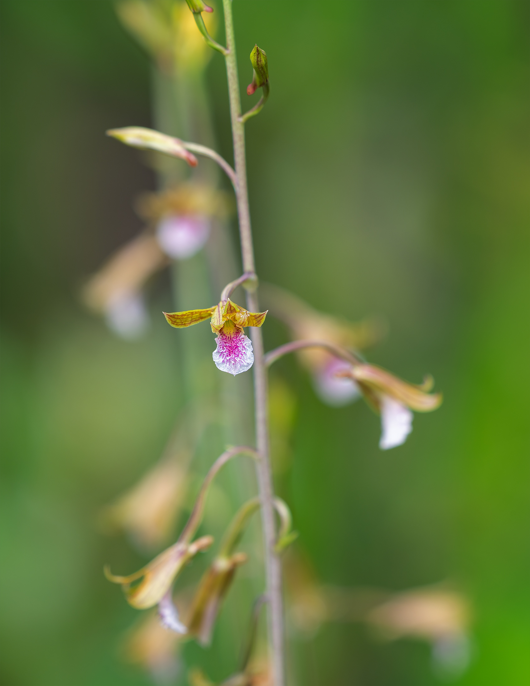 Chinese Crown Orchid