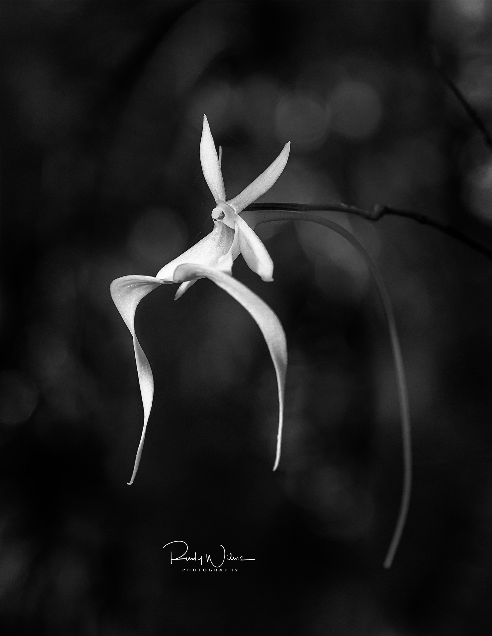 Ghost Orchid 2 B&W