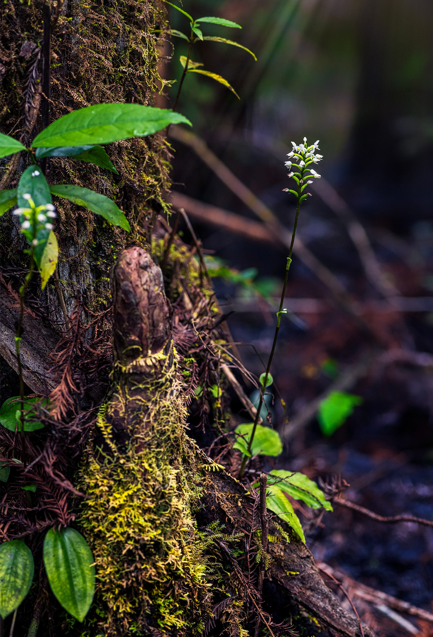 Moss Loving Cranichis