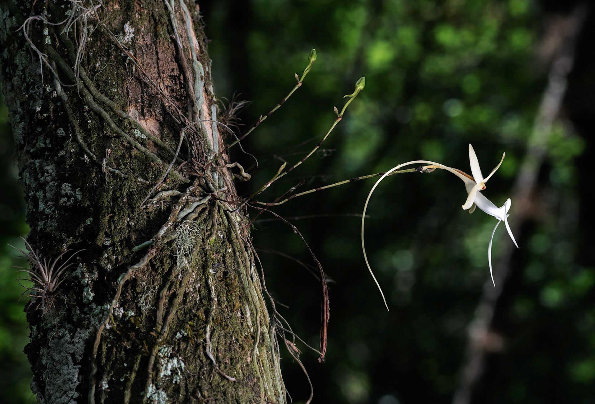 Ghost Orchid Side Profile