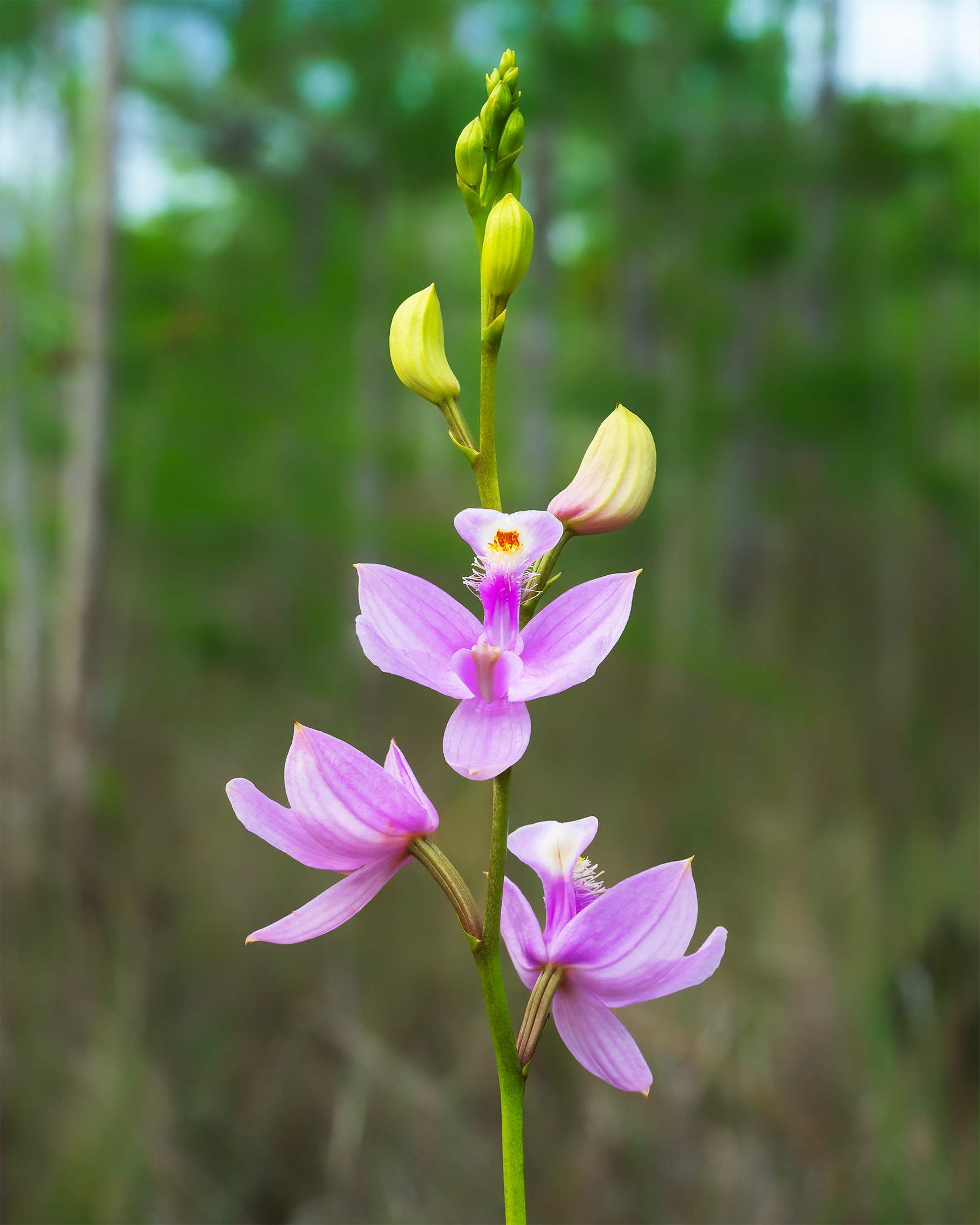Calopogon tuberosus