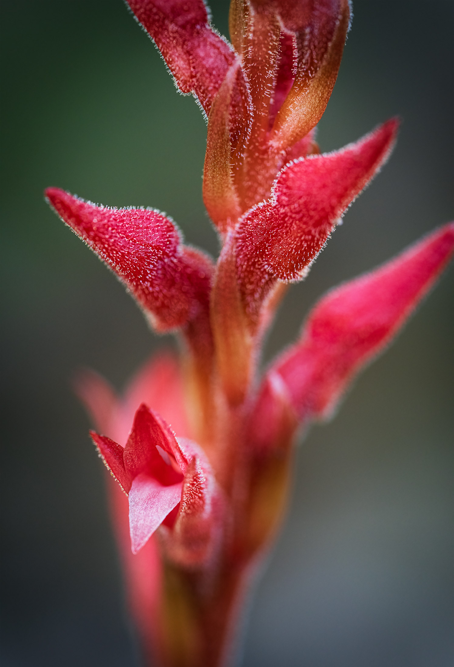 Fakahatchee Beaked Orchid Closeup3
