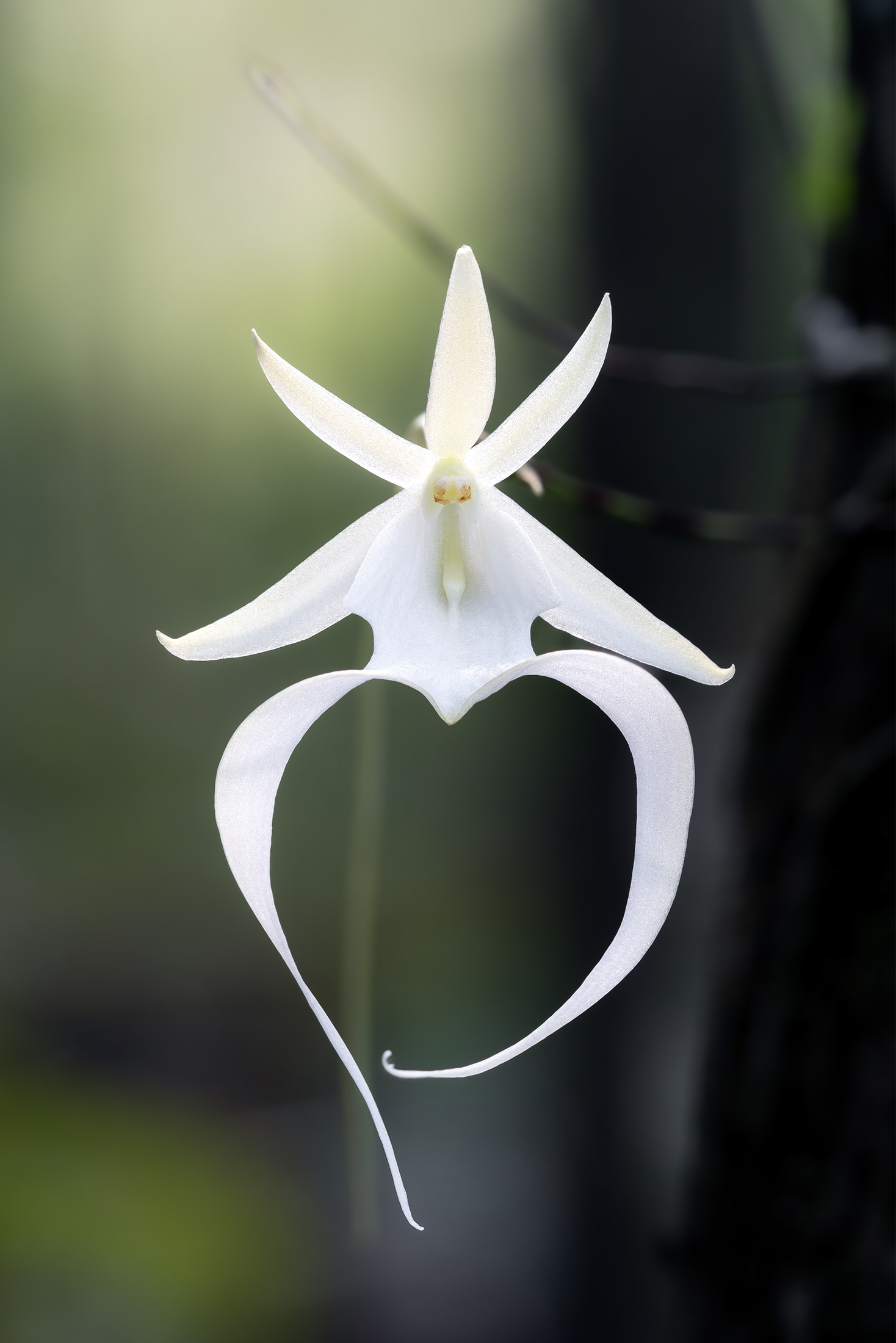 The Elusive Beauty A Ghost Orchid’s Bloom