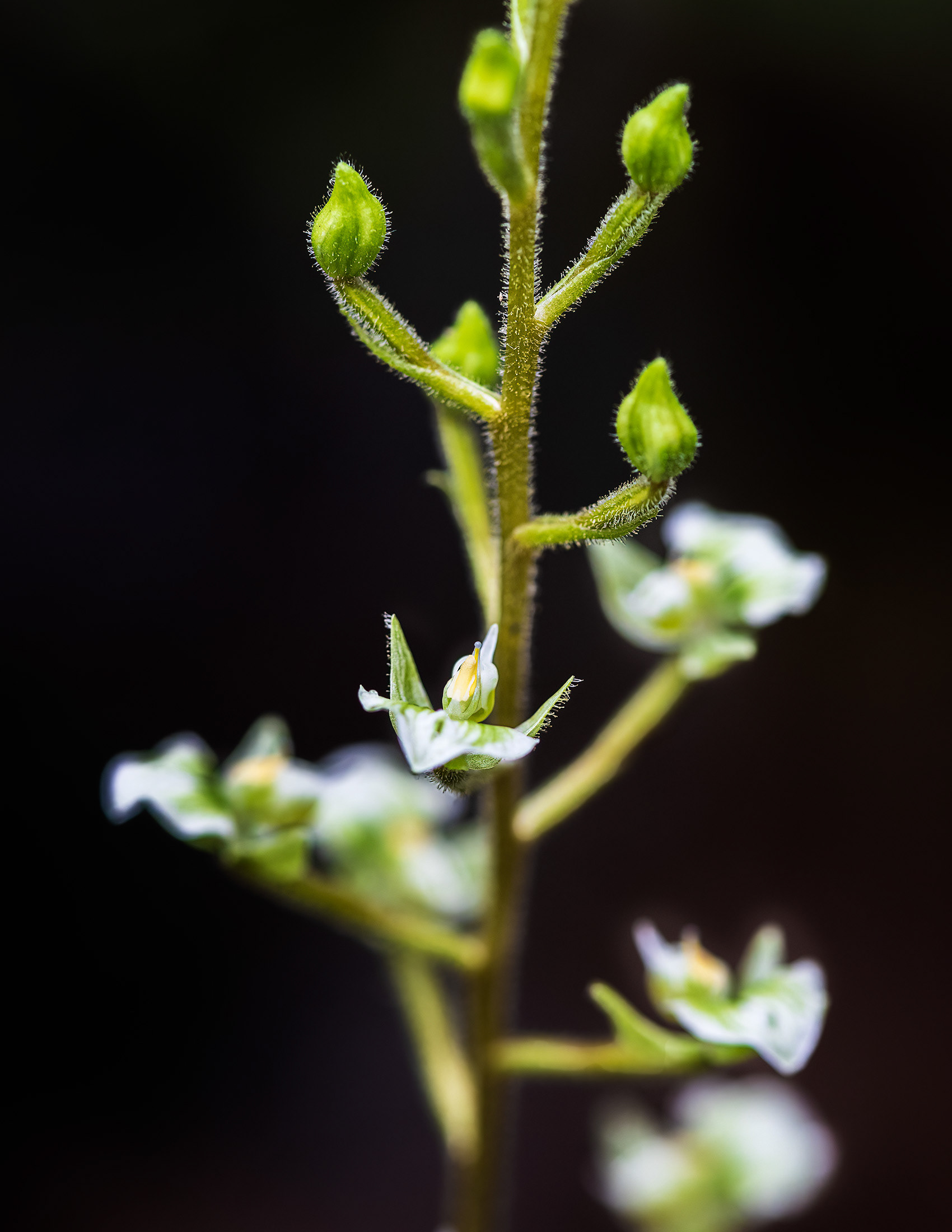 Shadow Witch Orchid closeup