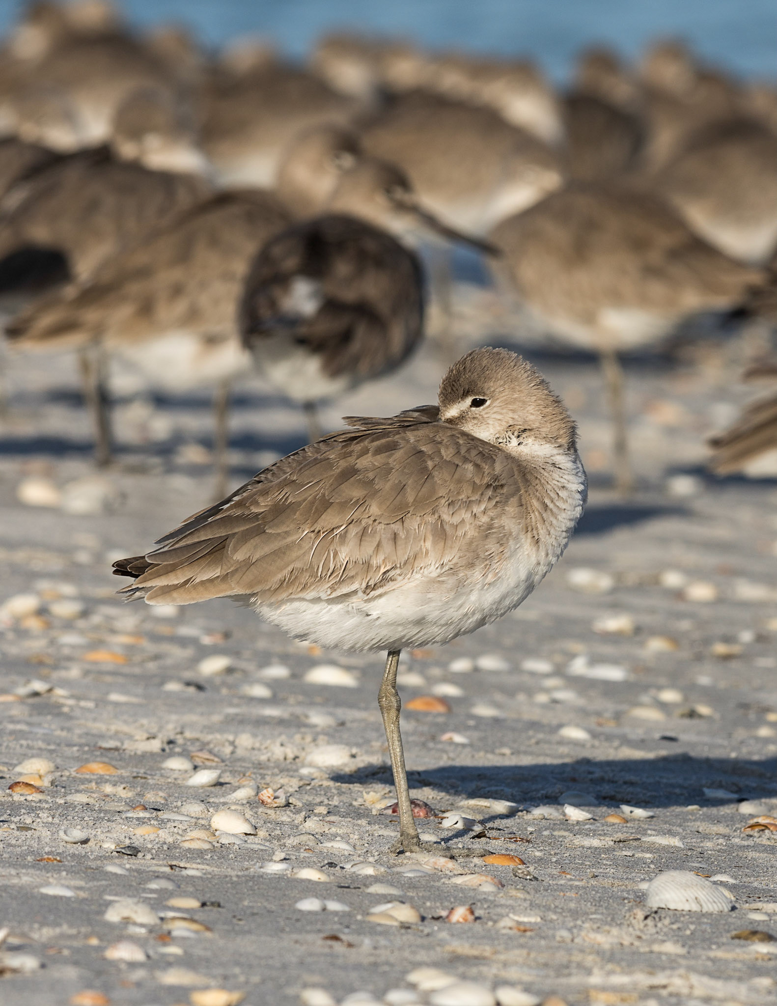Willets On The Beach