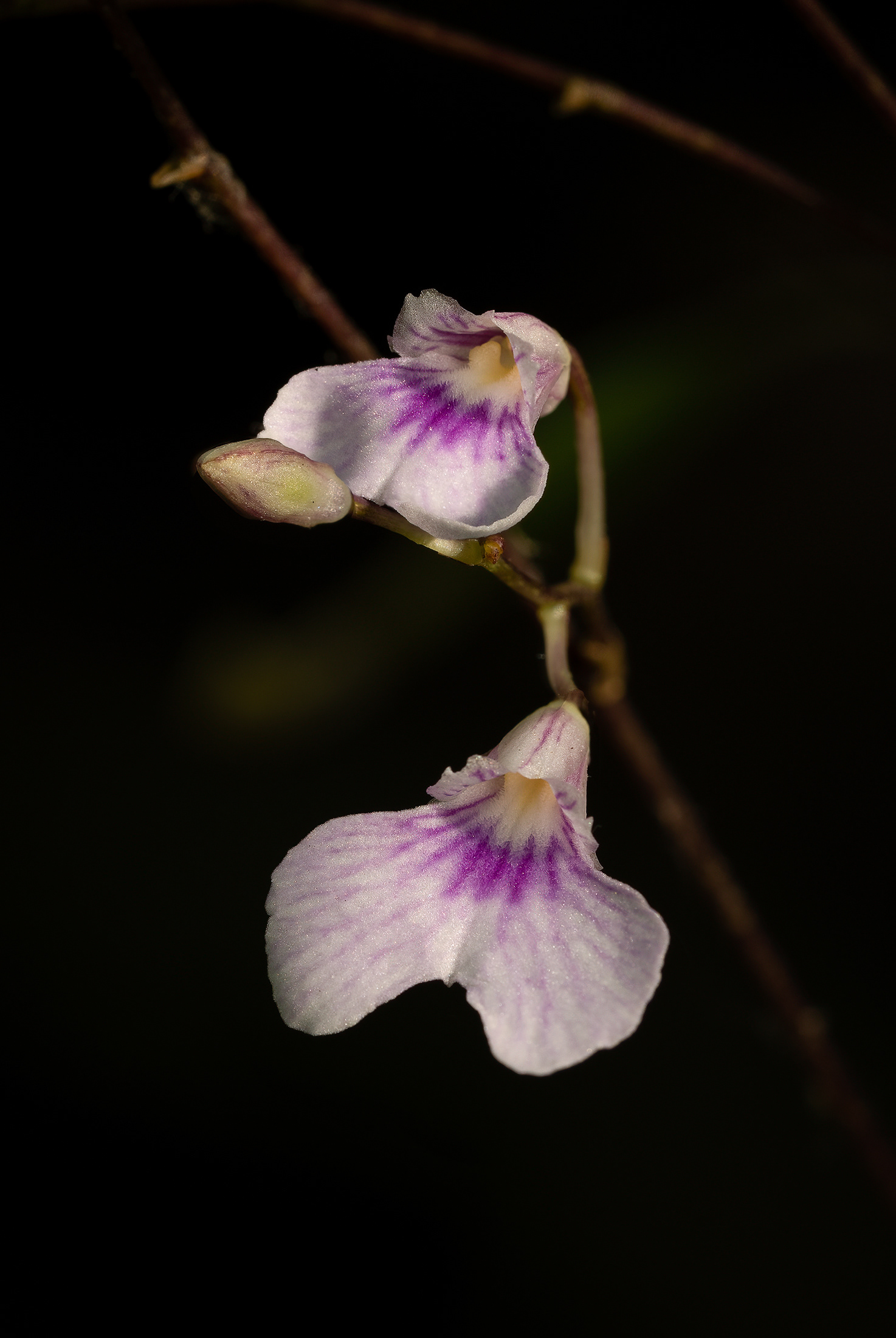 Closer look at Delicate Violet Orchid