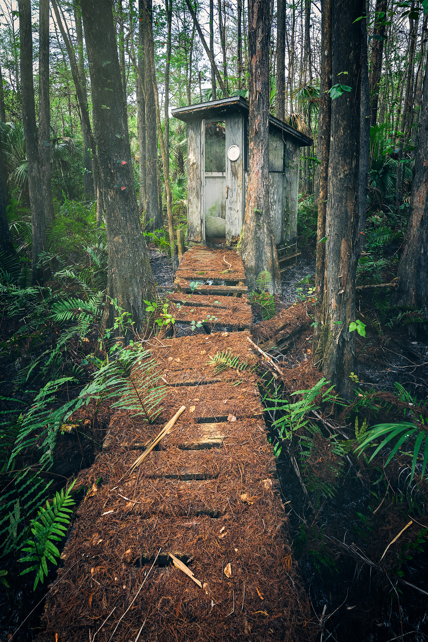 Old swamp outhouse
