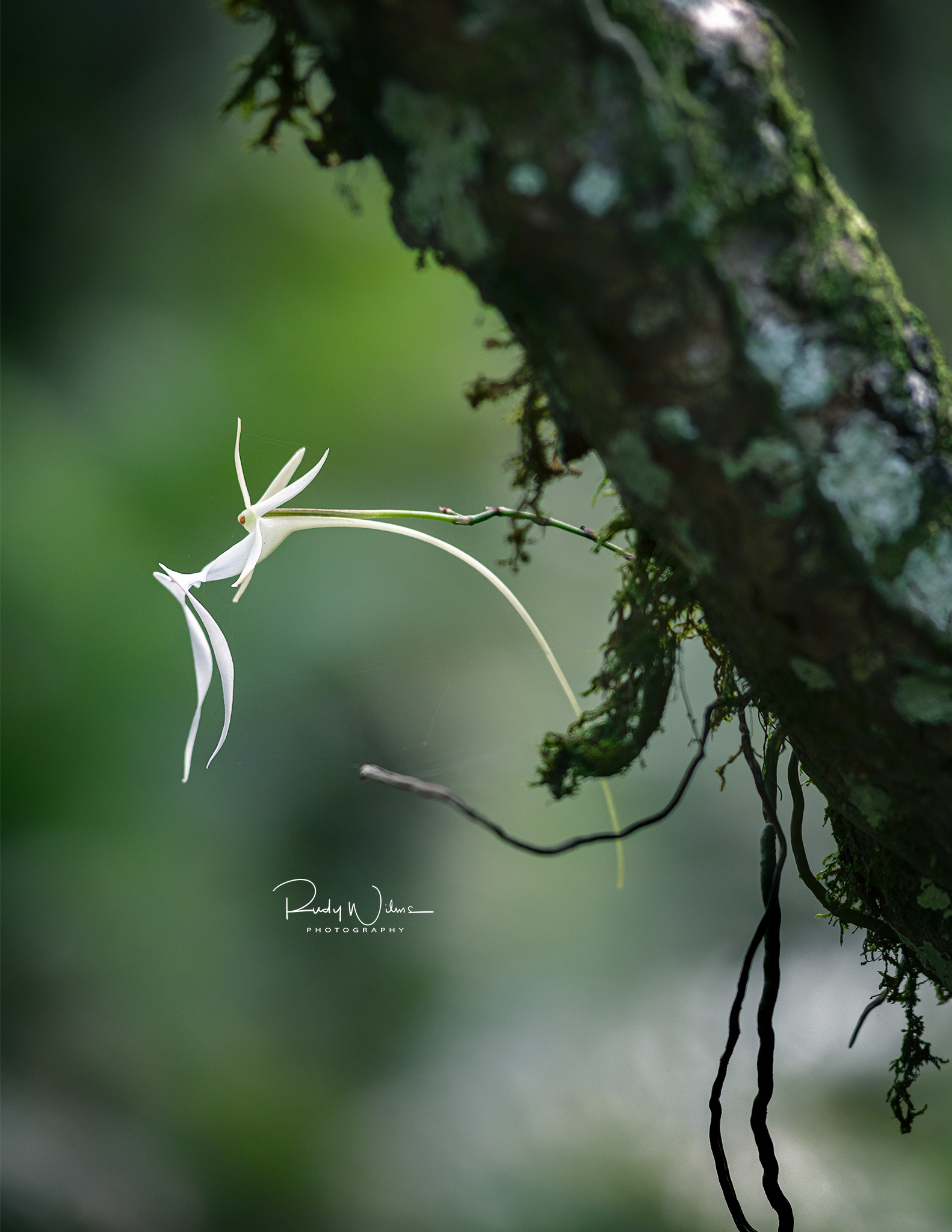 Ghost Orchid 1