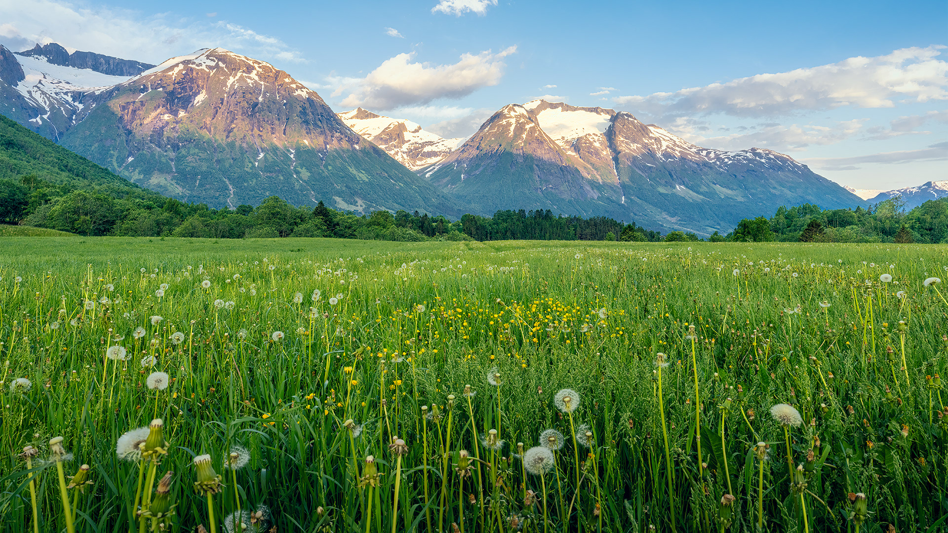 Dandelions Beneath Snowy Peaks