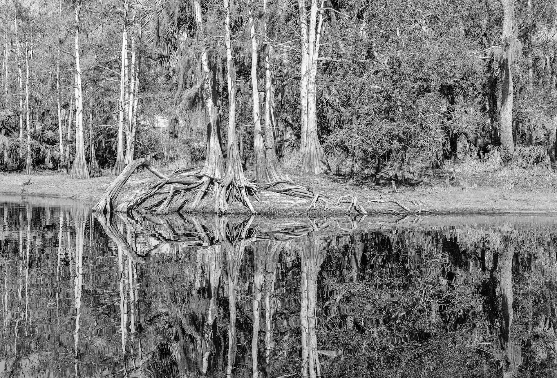 Fisheating Creek Reflections