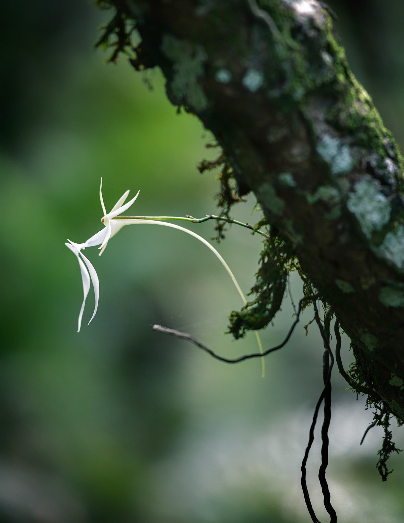 Ghost Orchid 1