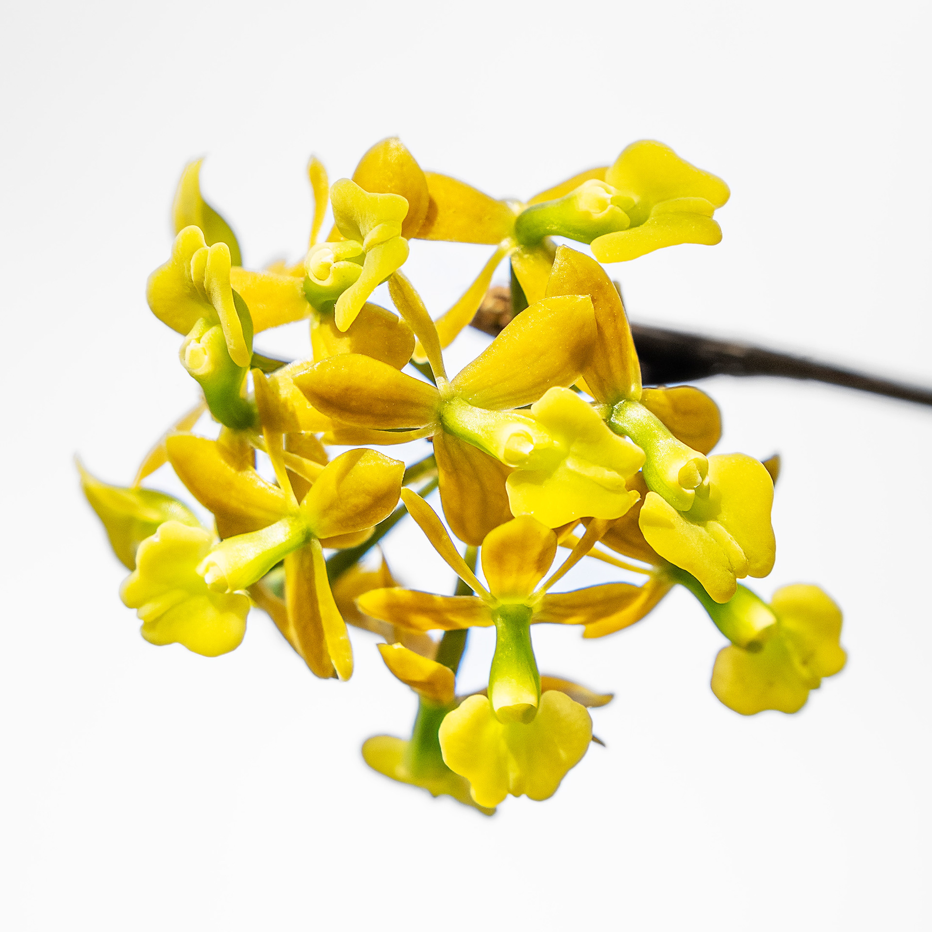 Dingy Flowered Star Orchid
