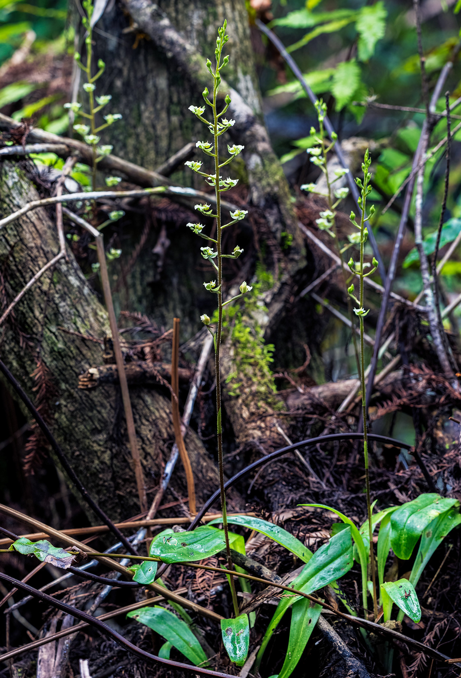 Shadow Witch Orchid