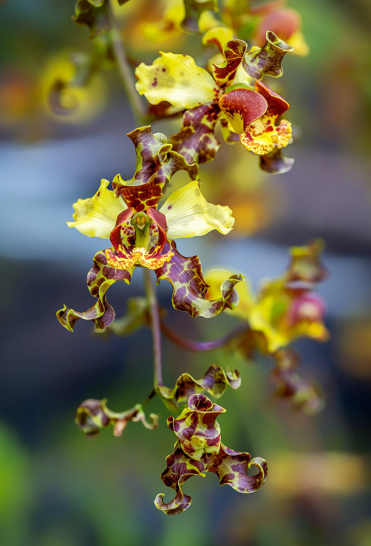 CIGAR ORCHID (CYRTOPODIUM PUNCTATUM)