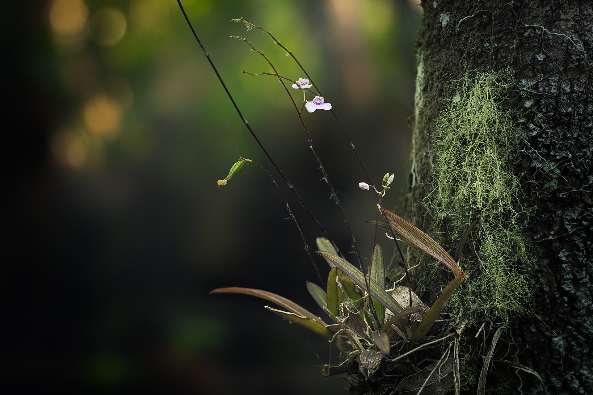 Delicate Violet Orchid 2023