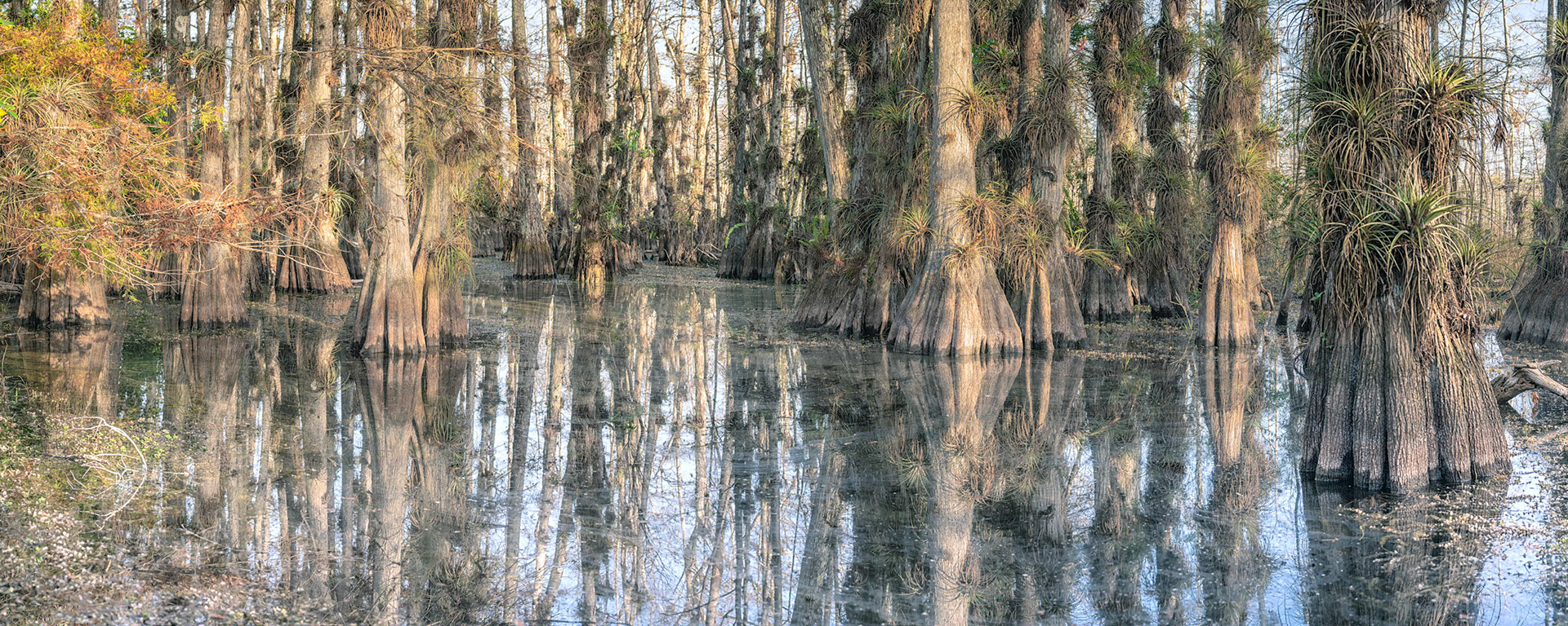 Cypress Dome Colors