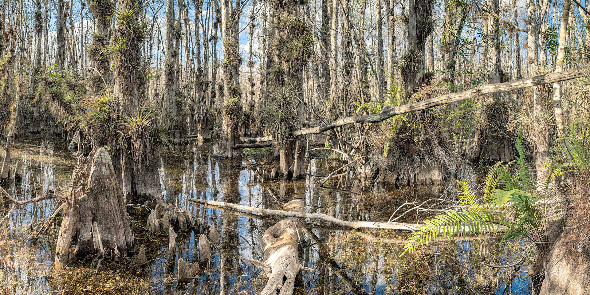 Big Cypress Wilderness