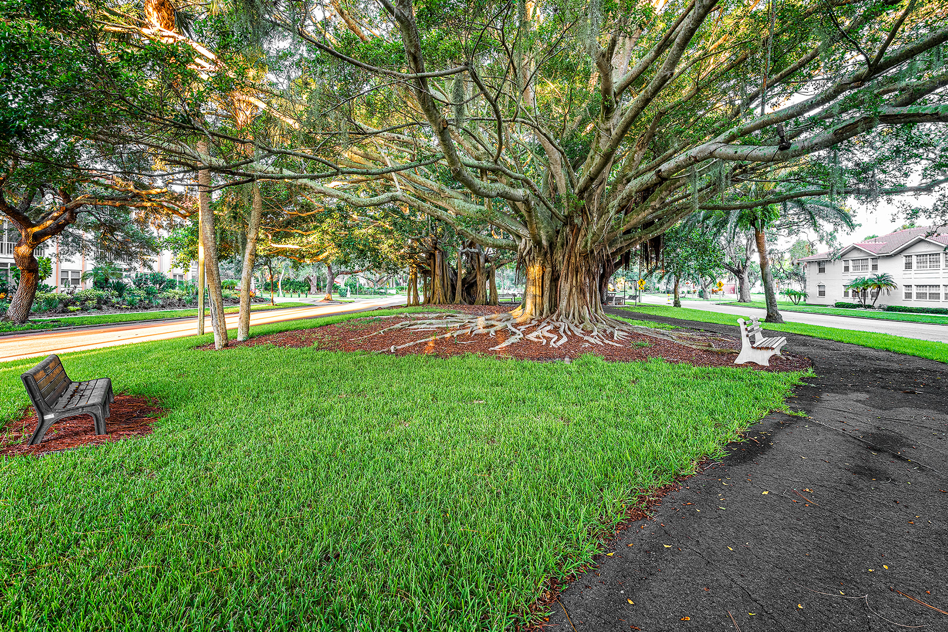 Banyan Trees @ Venice Avenue