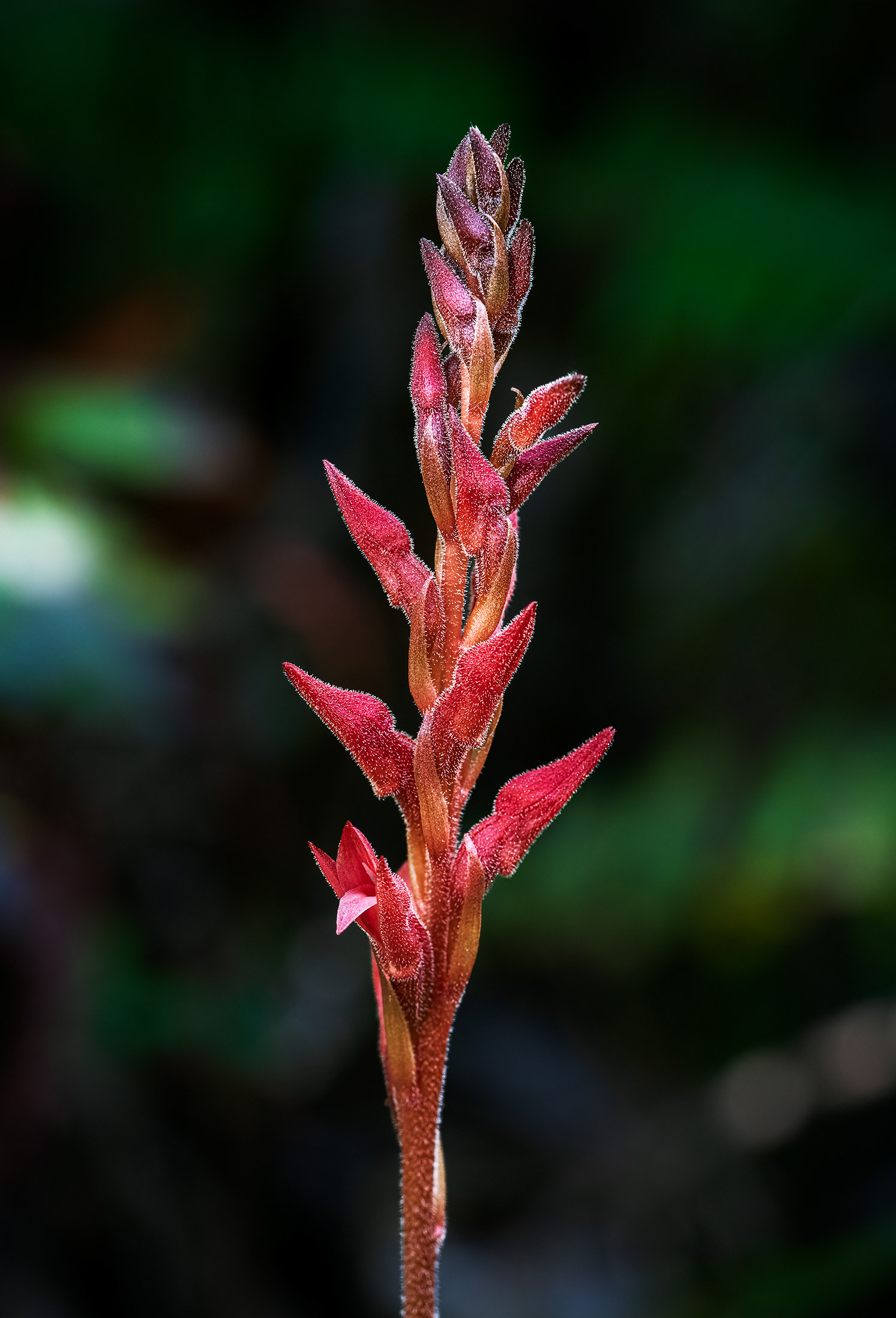 Fakahatchee Beaked Orchid Side View