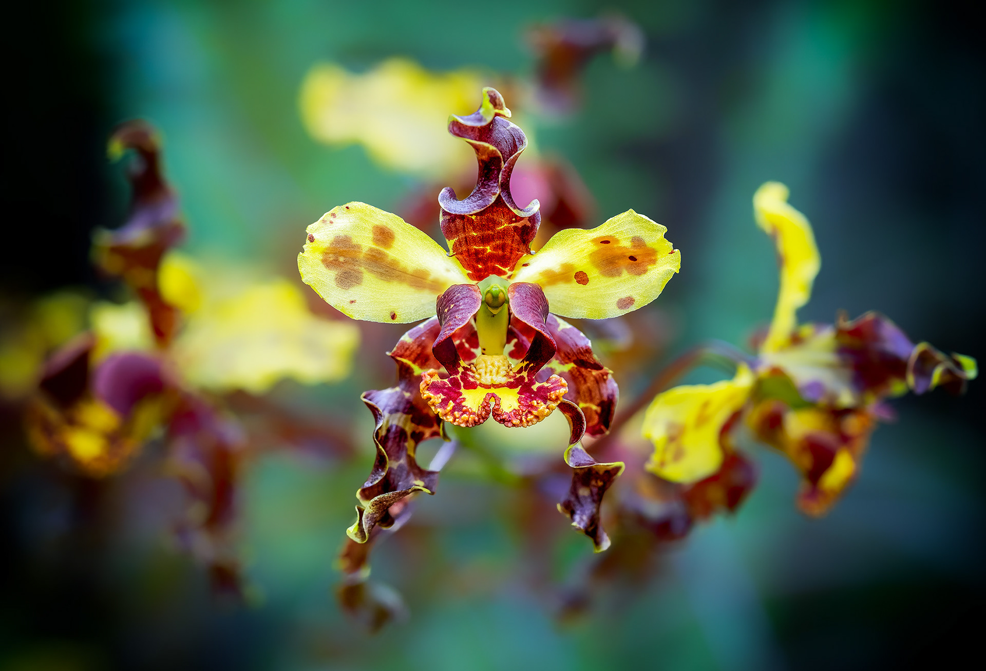 Cigar Orchid Closeup