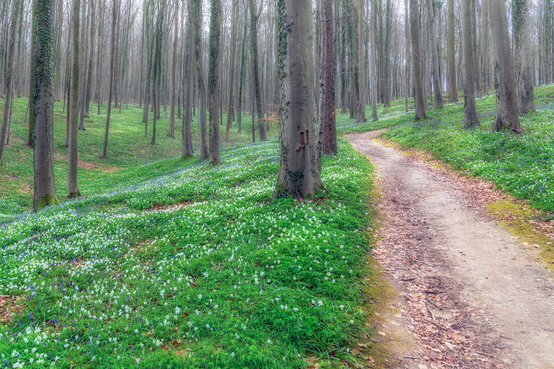 The Path Beyond Winter