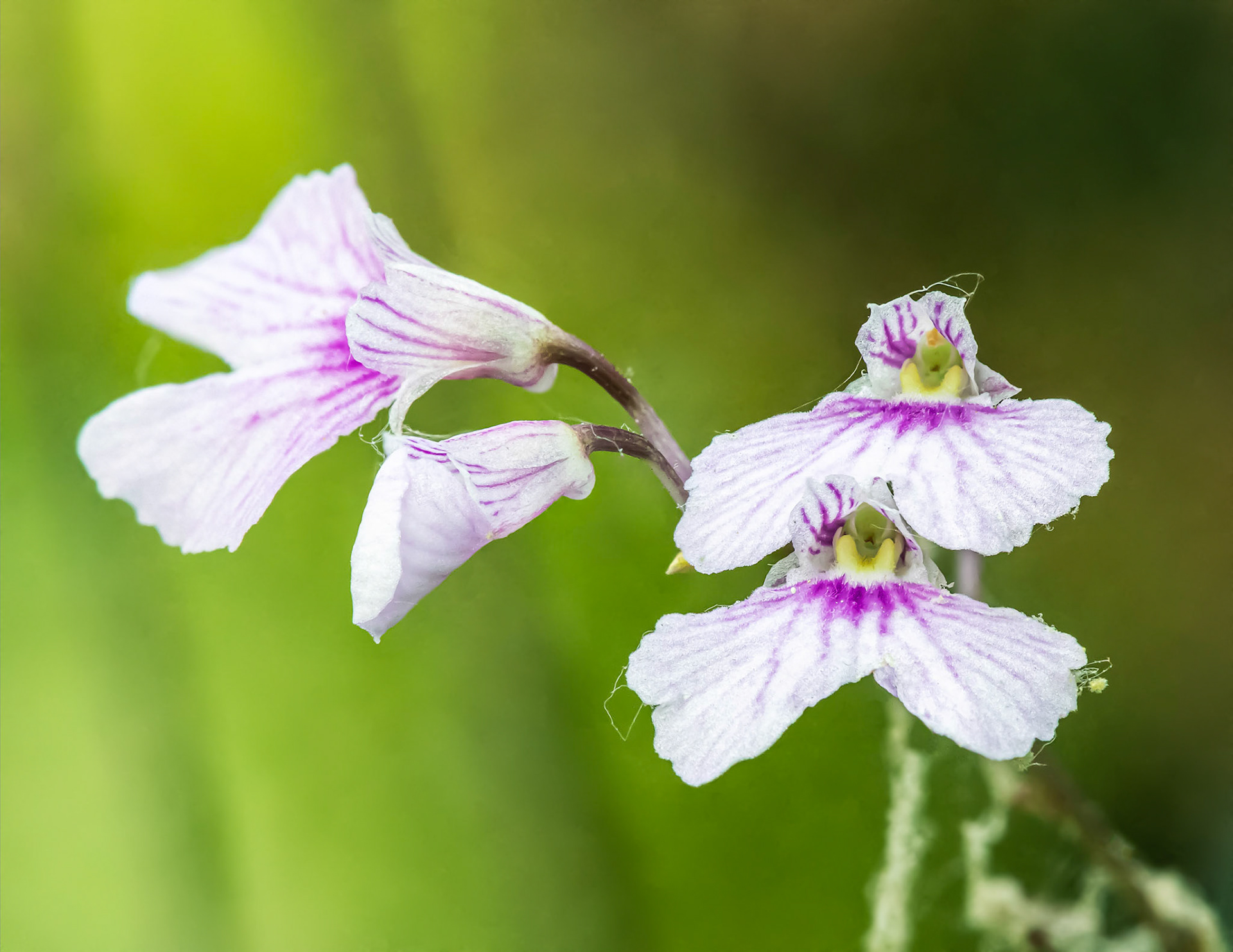 Delicate Violet Orchid