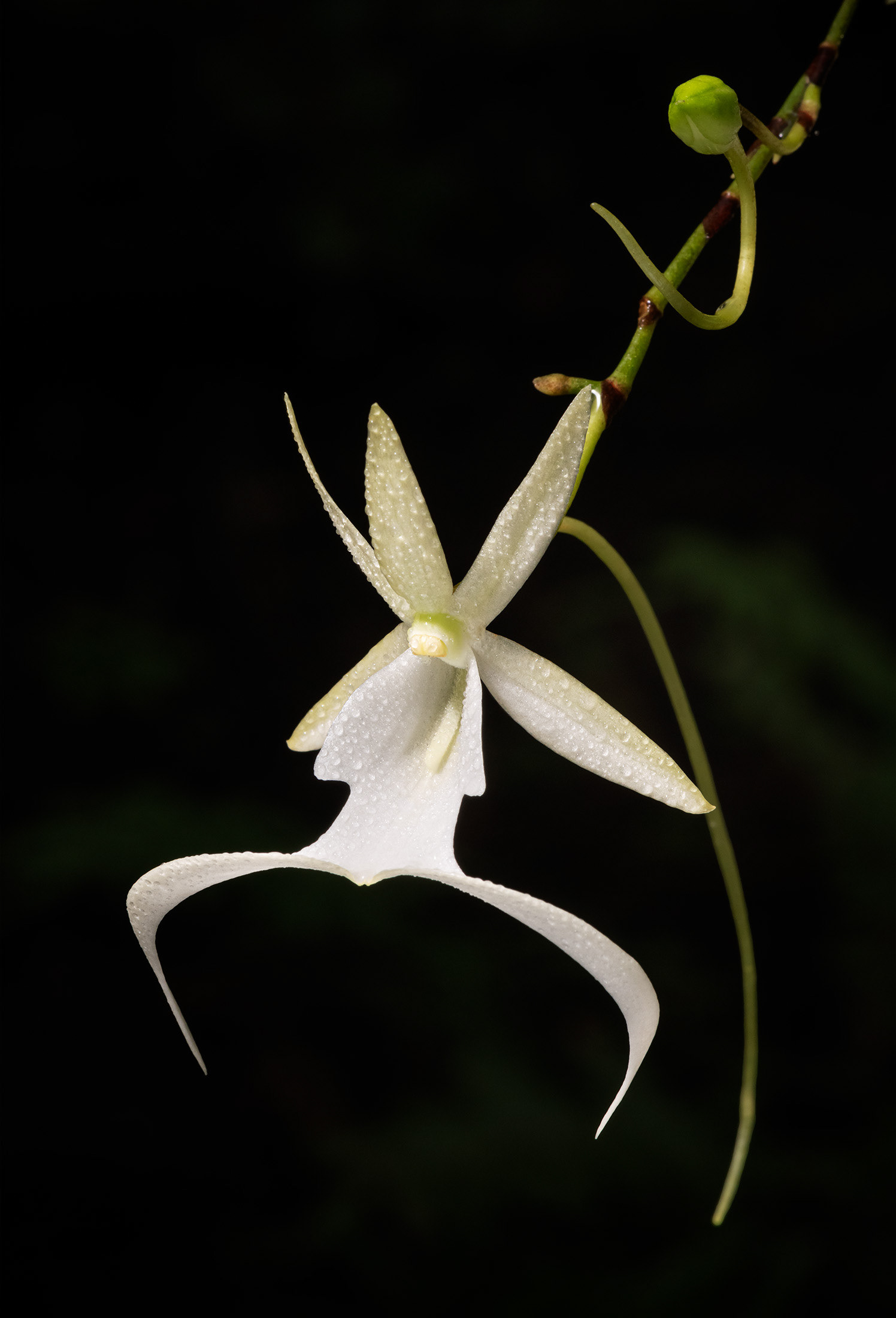 Ghost Orchid Flower and Bud