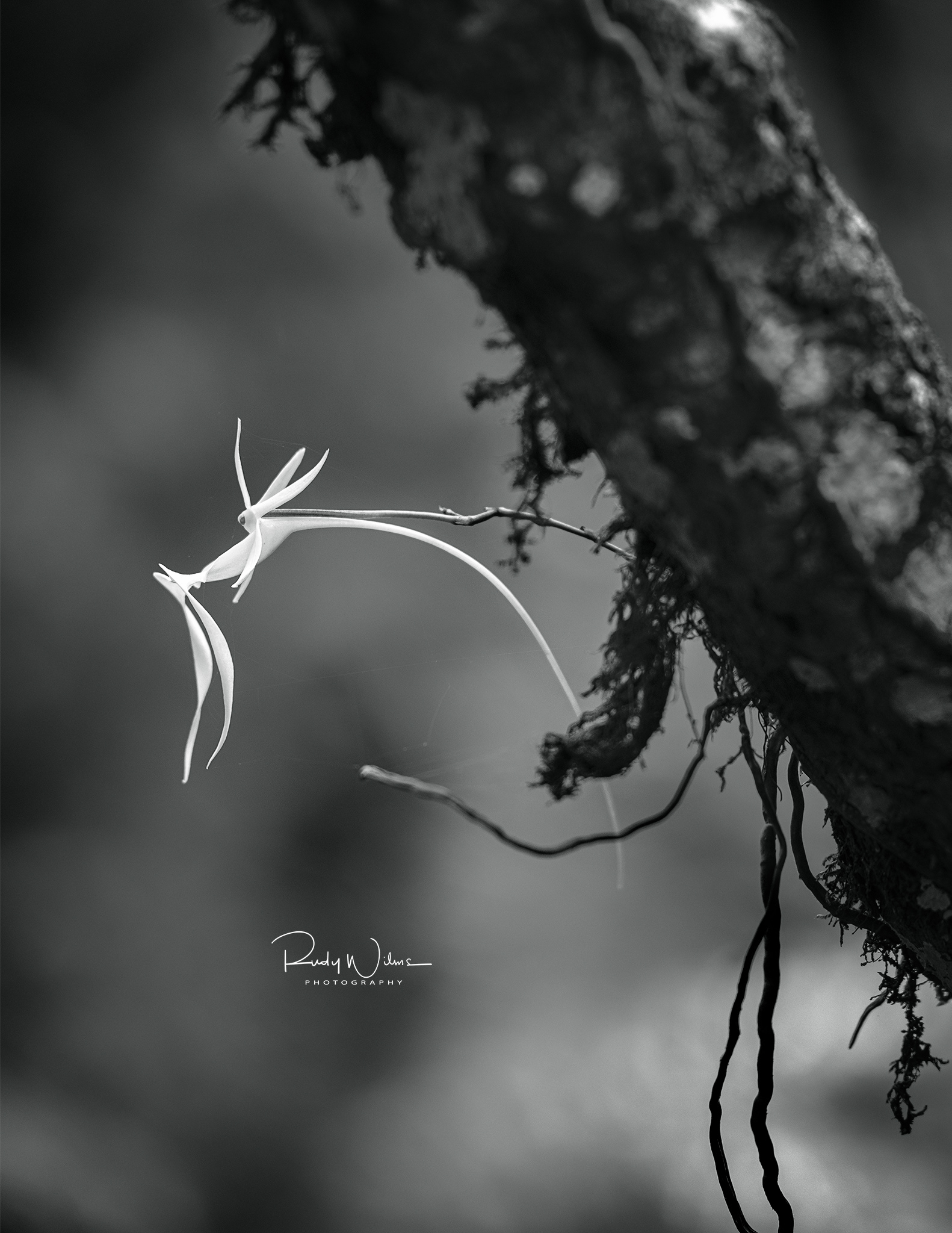 Ghost Orchid 1 B&W