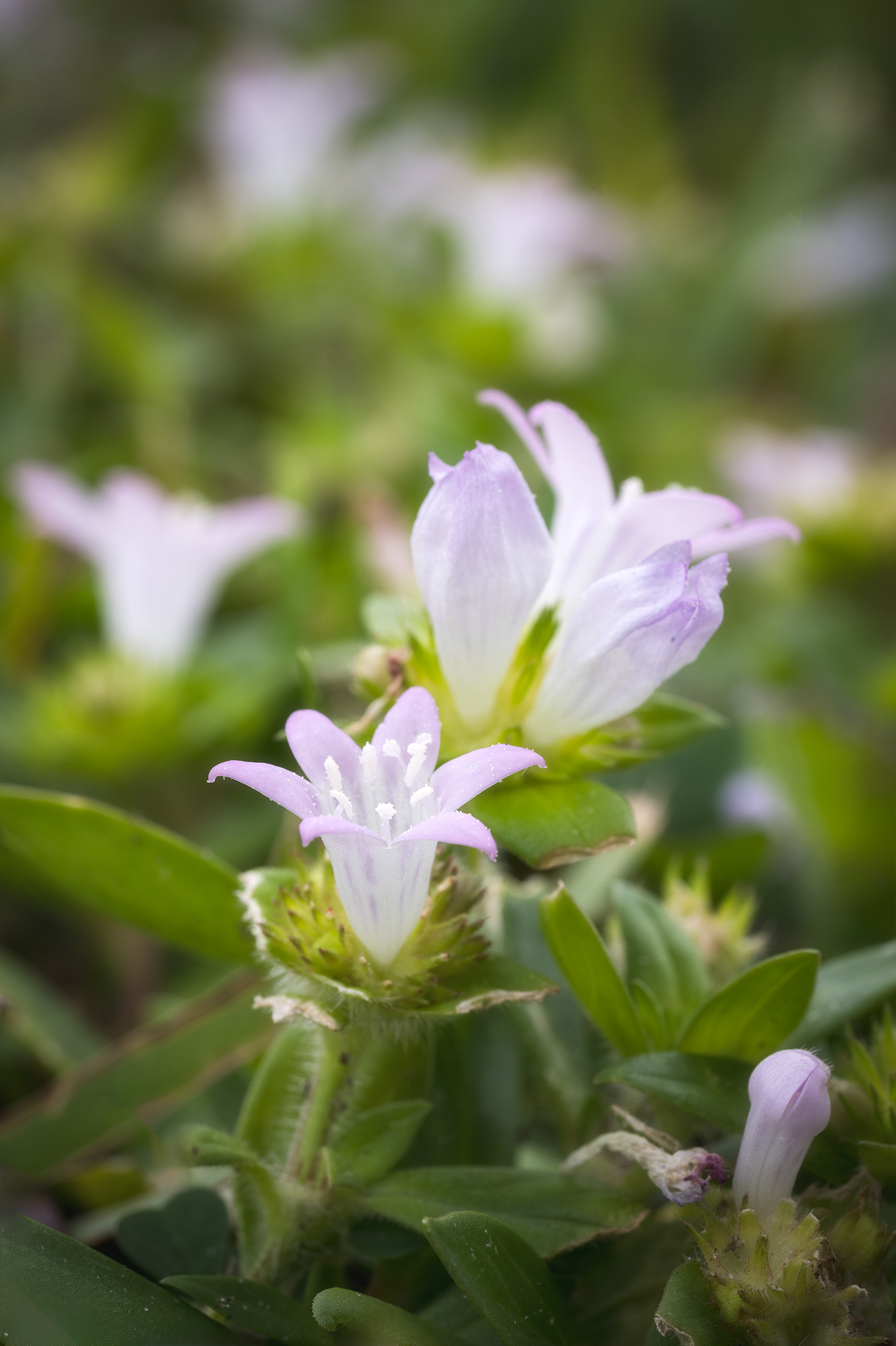 Florida Snow Portrait 