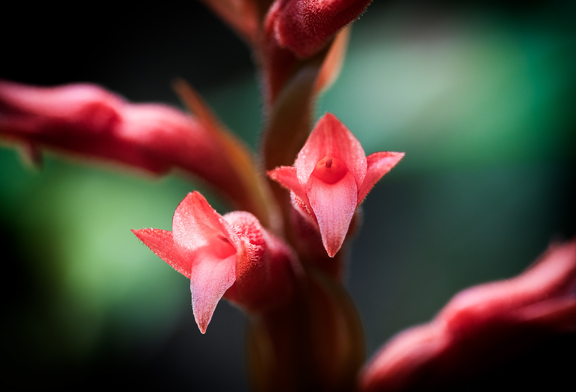Fakahatchee Beaked Orchid Closeup1