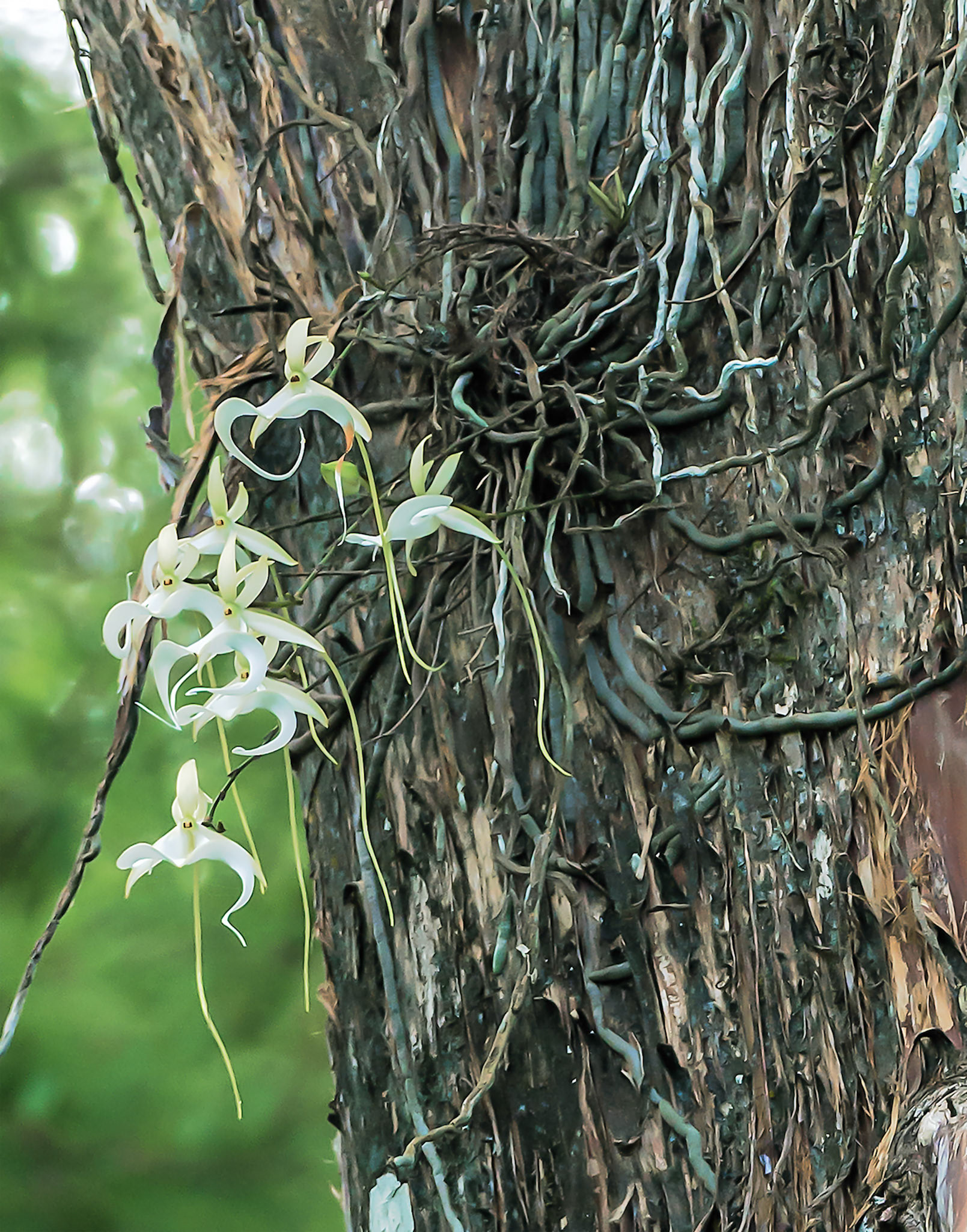 Super Ghost Orchid
