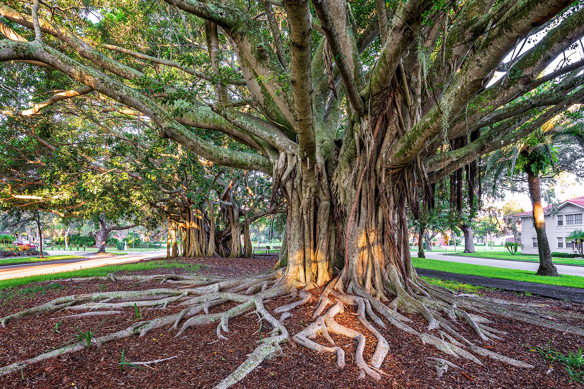 Banyan Trees Venice Avenue