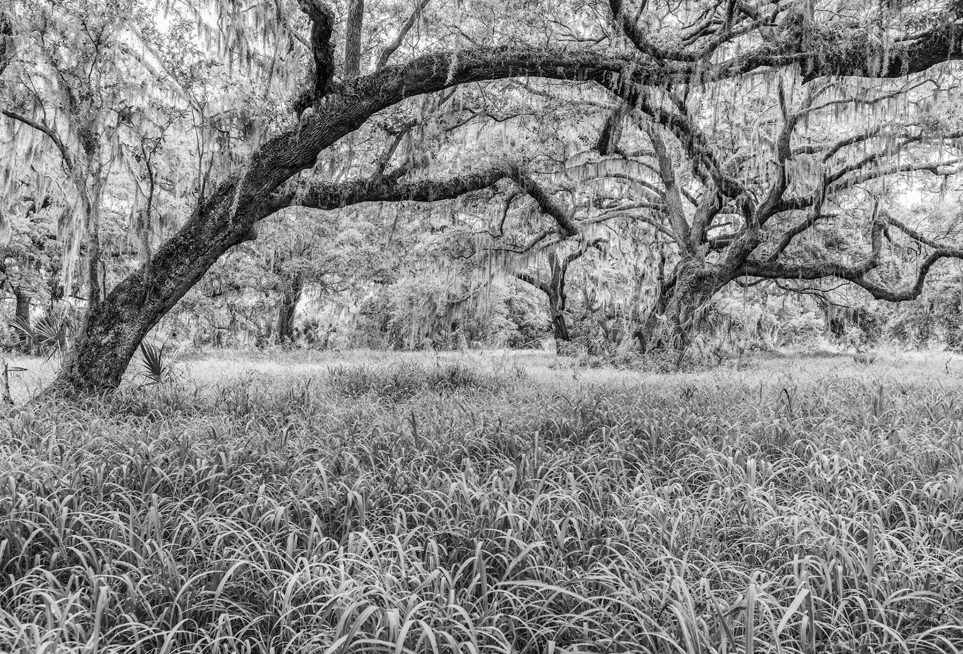 Shady Oaks