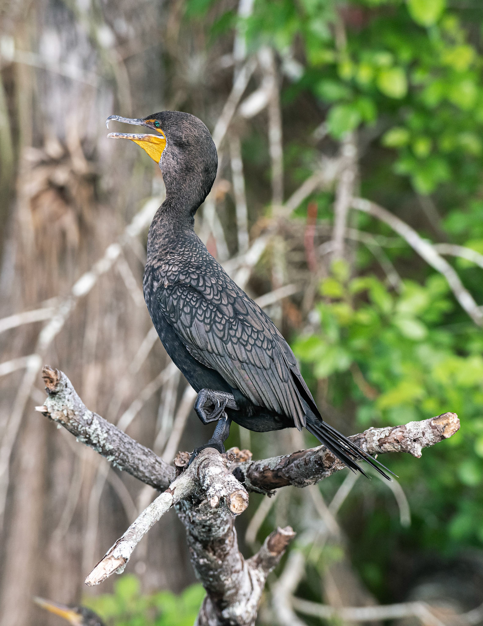 The great cormorant