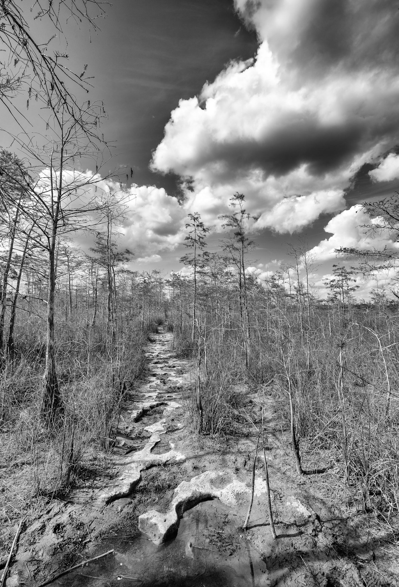 Gator Hook Trail Limestone