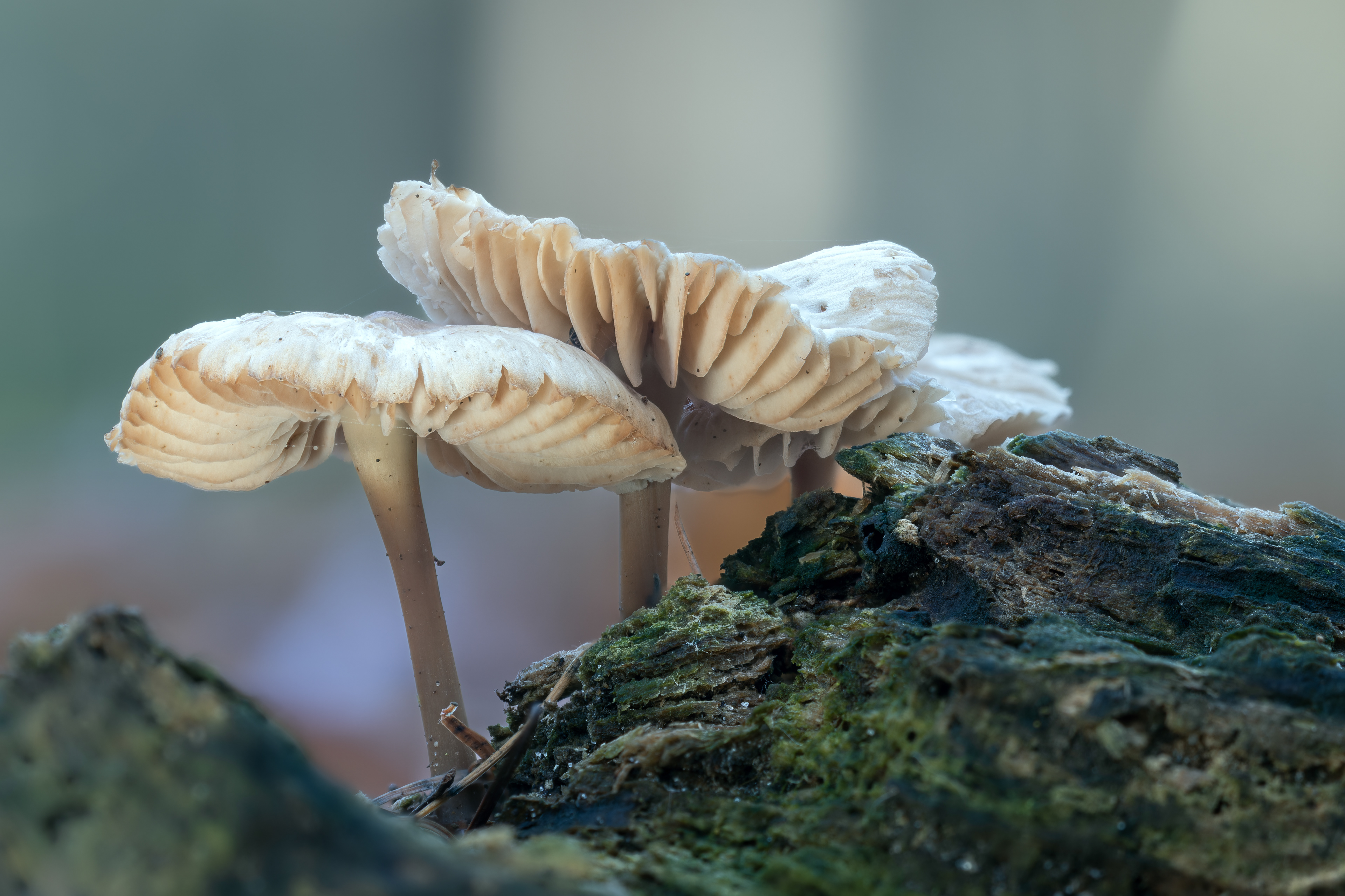 Fallen Life Close-Up