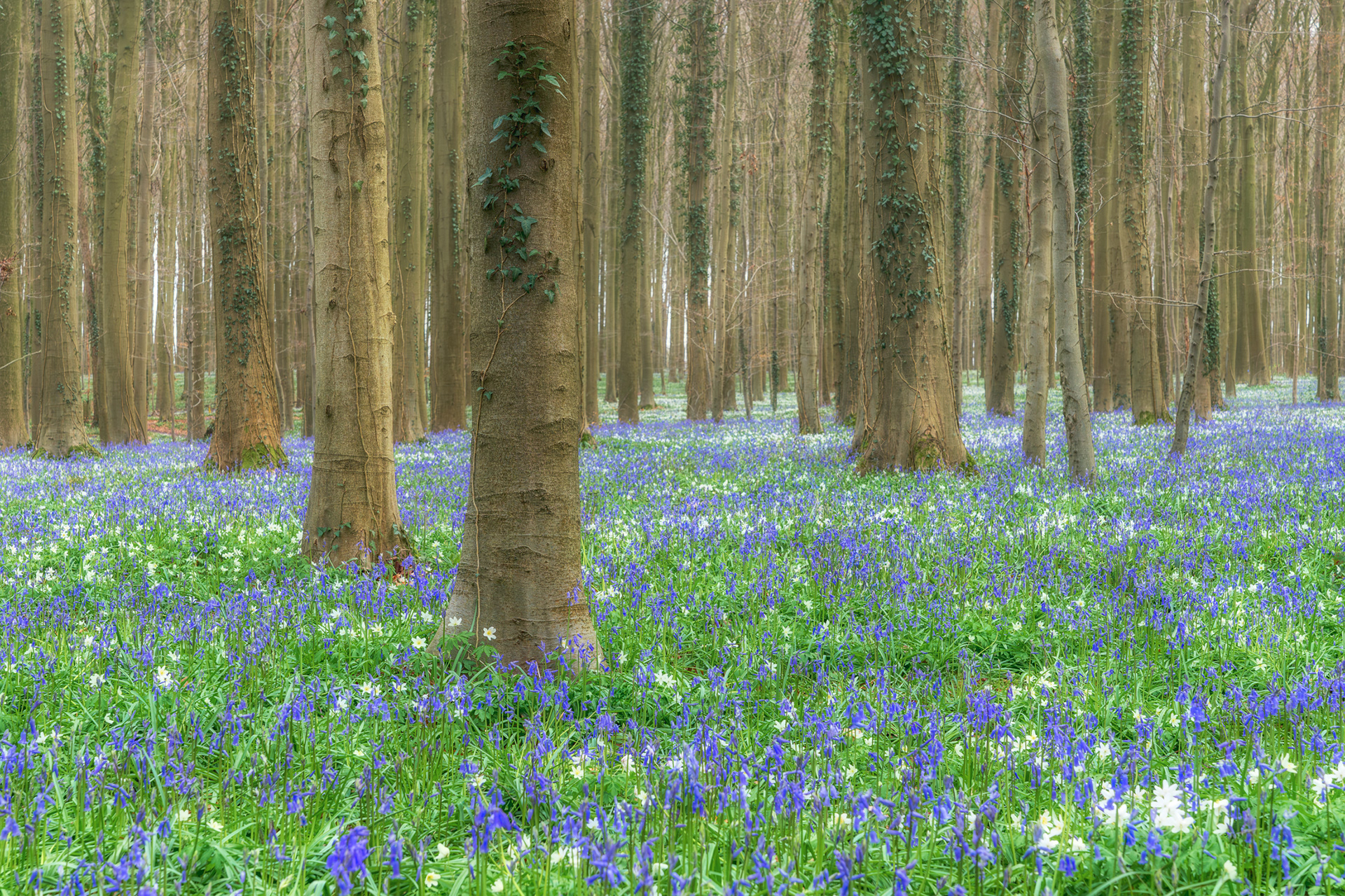 Bluebell Tide
