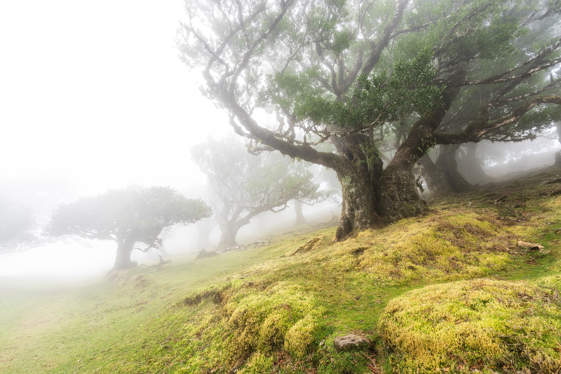 Magical Fanal Forest
