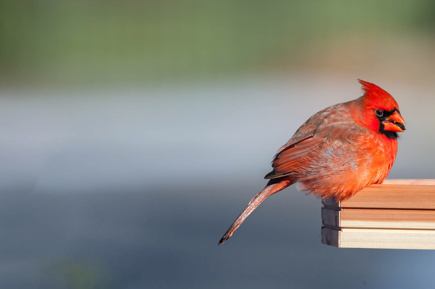 Northern Cardinal - Male