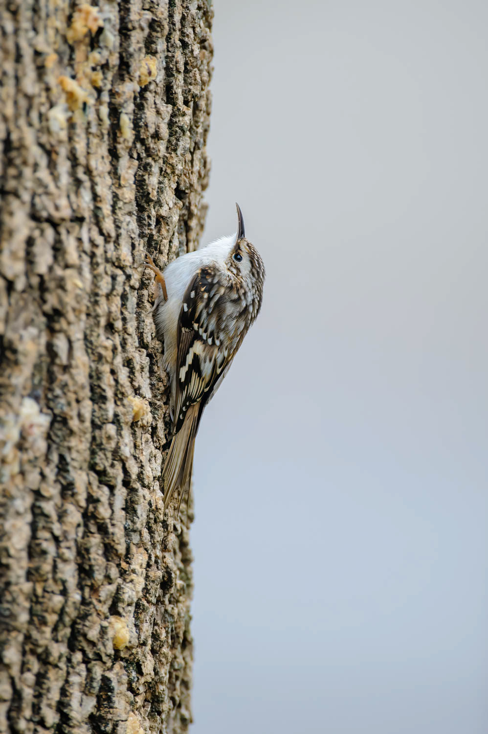 Brown Creeper