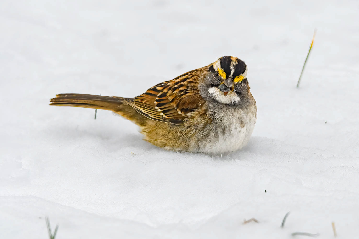 White-throated Sparrow