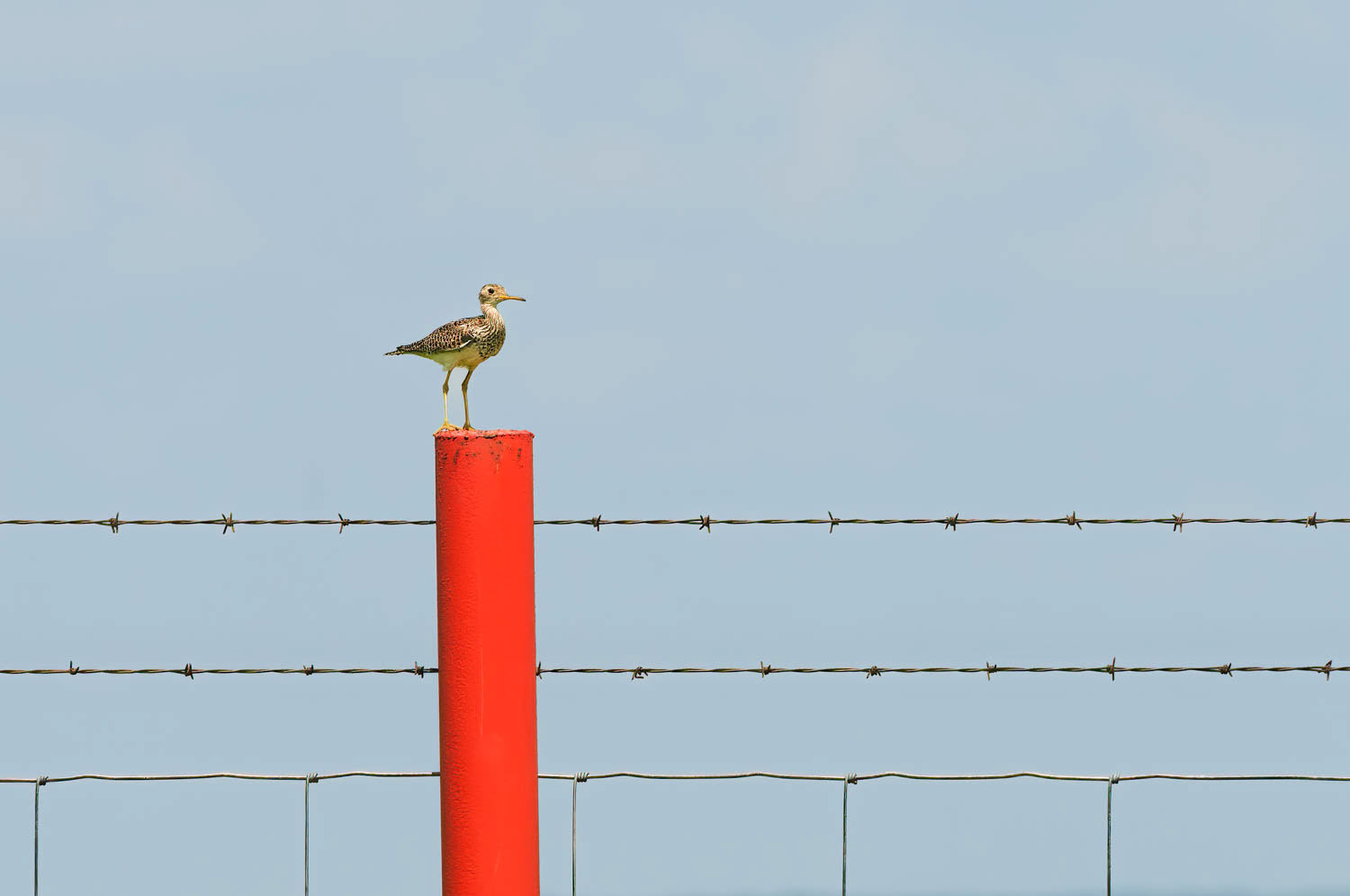 Upland Sandpiper