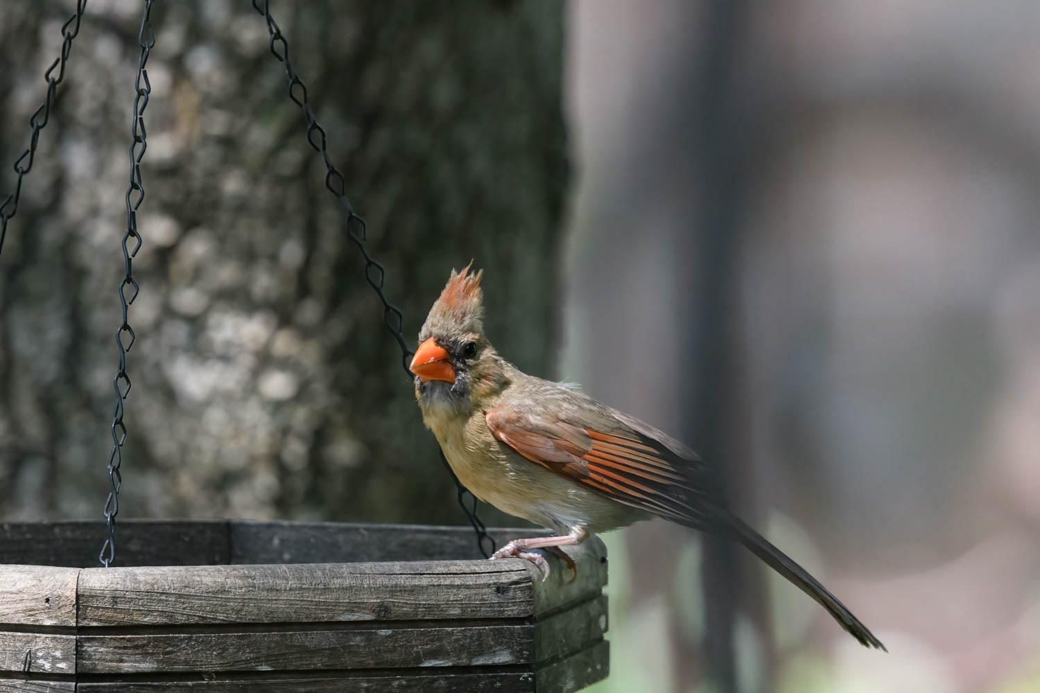 Northern Cardinal - Female