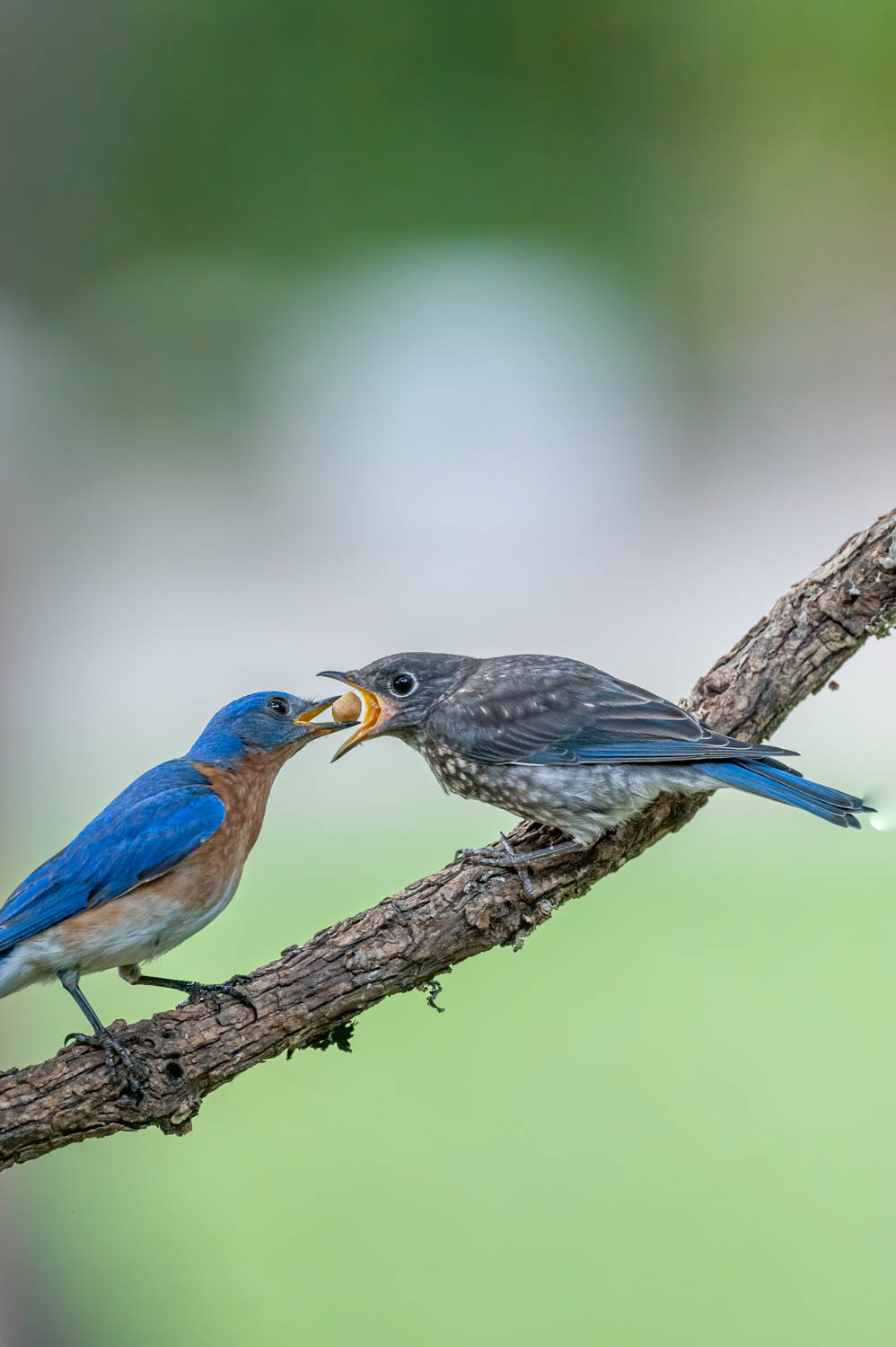 Juvenile Bluebird