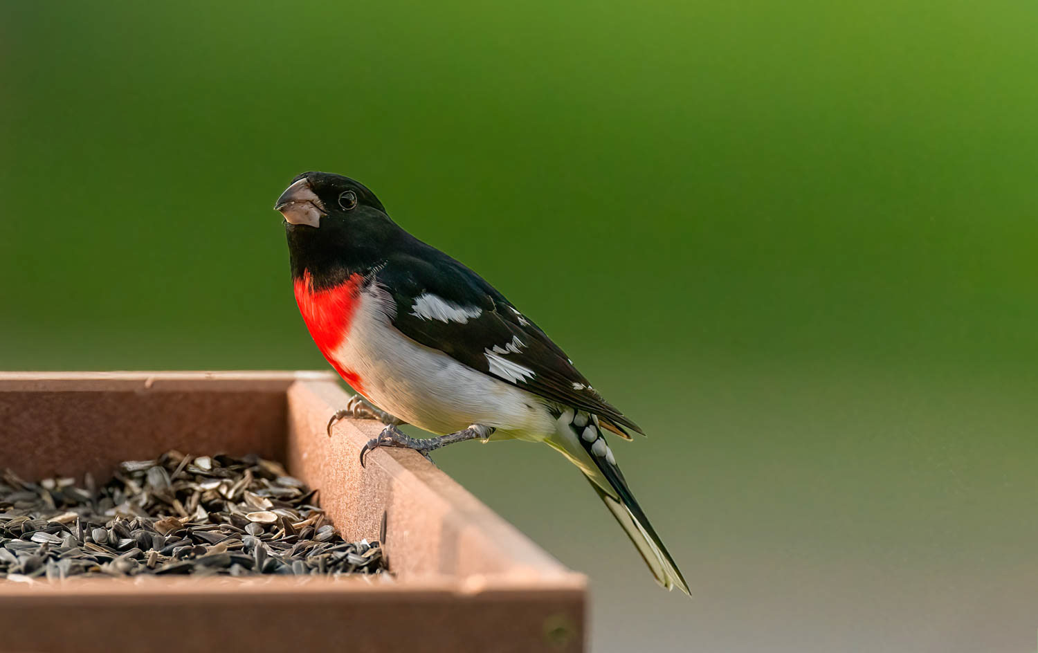 Rose-breasted Grosbeak-Male