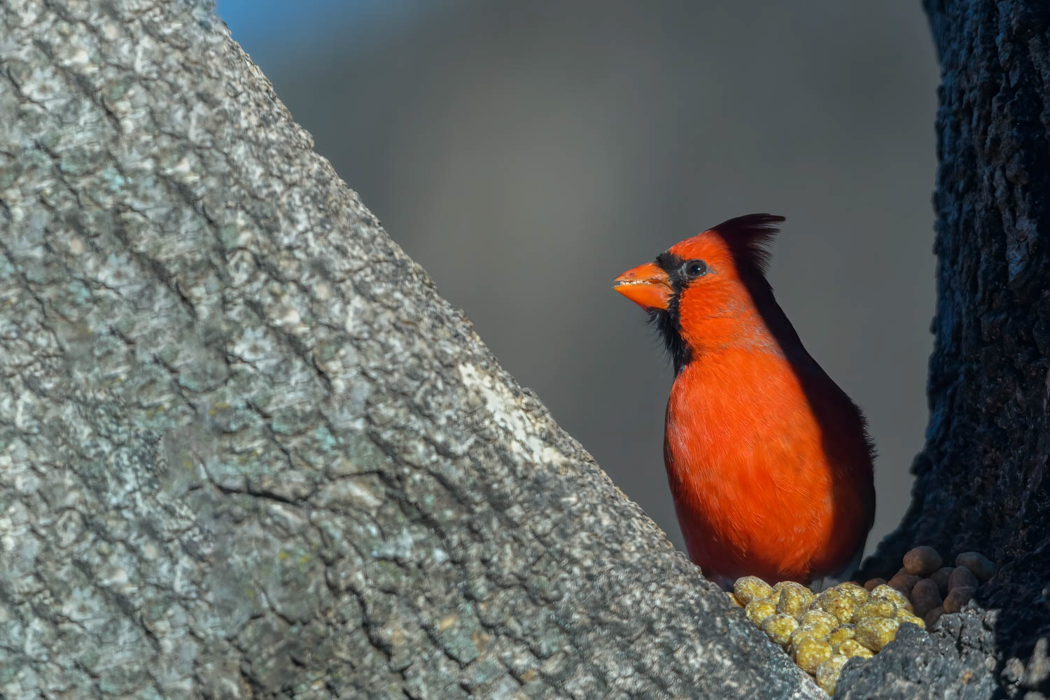 Northern Cardinal-Male