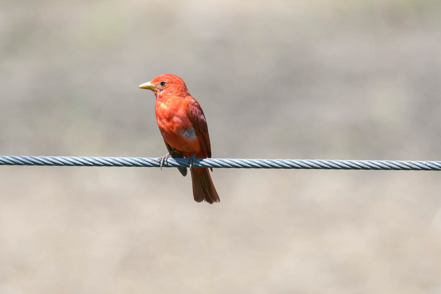Summer Tanager (Piranga rubra) Male